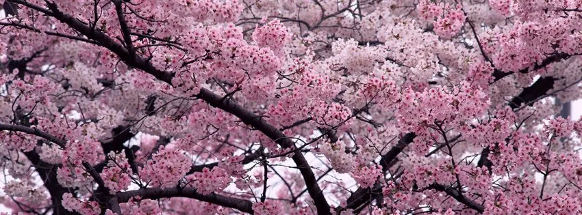 Columbia University Lamont campus in Spring. Photo by Susana Adamo