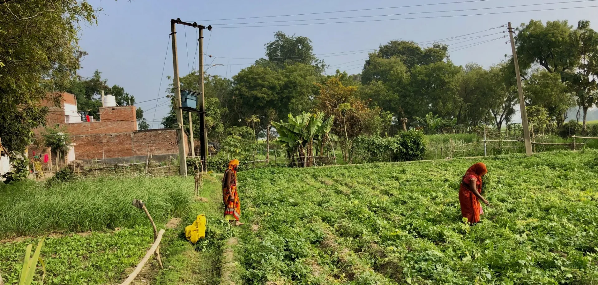 Feminization of agriculture in India. Photo by Robbin Van Duijne
